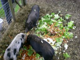 078_tiere_schweinefueterung 3